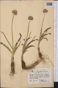 Allium carolinianum Redouté, Middle Asia, Western Tian Shan & Karatau (M3) (Kyrgyzstan)
