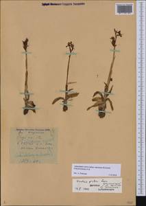 Anacamptis morio subsp. caucasica (K.Koch) H.Kretzschmar, Eccarius & H.Dietr., Caucasus, Dagestan (K2) (Russia)