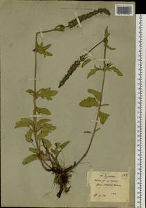 Nepeta multifida L., Siberia, Yakutia (S5) (Russia)