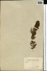 Ceratophyllum submersum L., Eastern Europe, Estonia (E2c) (Estonia)