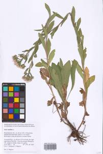 Aster amellus L., Eastern Europe, Central forest-and-steppe region (E6) (Russia)