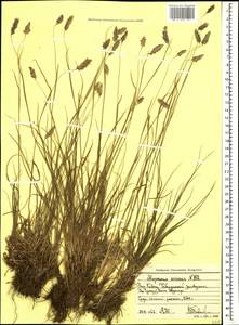 Alopecurus ponticus K.Koch, Caucasus, Stavropol Krai, Karachay-Cherkessia & Kabardino-Balkaria (K1b) (Russia)