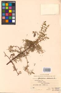 Juniperus communis L., Eastern Europe, Moscow region (E4a) (Russia)