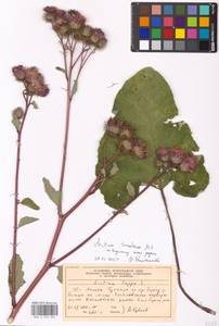 Arctium tomentosum Mill., Eastern Europe, Moscow region (E4a) (Russia)