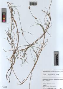 KUZ 002 913, Carex chordorrhiza L.f., Siberia, Altai & Sayany Mountains (S2) (Russia)