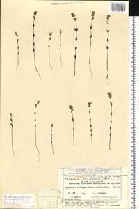 Euphrasia maximowiczii Wettst. ex Palibin, Siberia, Chukotka & Kamchatka (S7) (Russia)