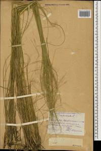 Stipa capillata L., Caucasus, Dagestan (K2) (Russia)