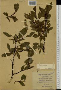 Salix pulchra Cham., Siberia, Yakutia (S5) (Russia)