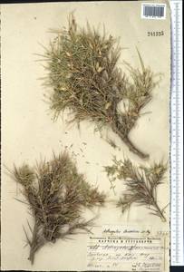 Astragalus leiosemius (Lipsky) Popov, Middle Asia, Pamir & Pamiro-Alai (M2) (Uzbekistan)