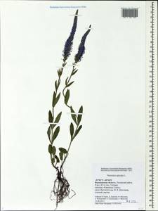 Veronica spicata L., Eastern Europe, Central forest-and-steppe region (E6) (Russia)