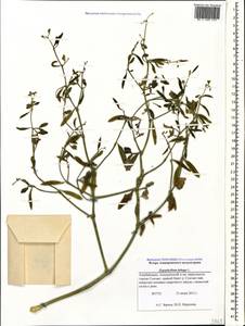 Zygophyllum fabago L., Caucasus, Azerbaijan (K6) (Azerbaijan)