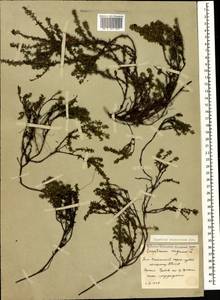 Empetrum nigrum subsp. caucasicum (Juz.) Kuvaev, Caucasus, South Ossetia (K4b) (South Ossetia)