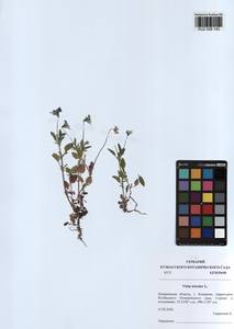 Viola tricolor L., Siberia, Altai & Sayany Mountains (S2) (Russia)