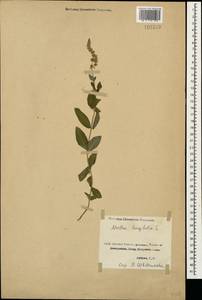 Mentha longifolia (L.) L., Caucasus, Georgia (K4) (Georgia)
