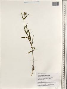 Stachys riederi Cham., Mongolia (MONG) (Mongolia)