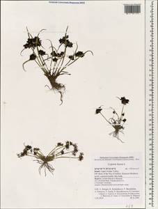 Cyperus fuscus L., South Asia, South Asia (Asia outside ex-Soviet states and Mongolia) (ASIA) (Israel)