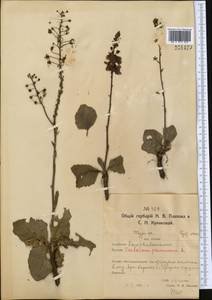 Verbascum phoeniceum L., Middle Asia, Northern & Central Kazakhstan (M10) (Kazakhstan)