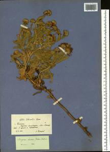 Aster spathulifolius Maxim., Siberia, Russian Far East (S6) (Russia)