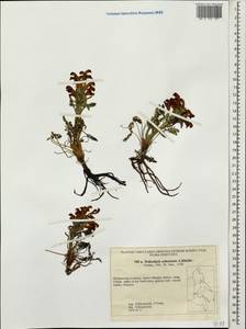 Pedicularis ochotensis A. P. Khokhr., Siberia, Russian Far East (S6) (Russia)