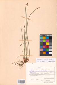 Eleocharis mamillata (H.Lindb.) H.Lindb., Eastern Europe, Central forest region (E5) (Russia)