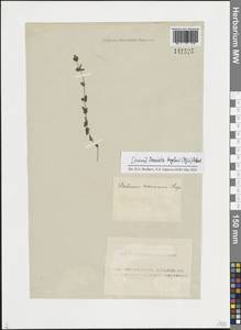 Cruciata glabra (L.) Opiz, Siberia, Altai & Sayany Mountains (S2) (Russia)