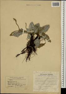 Salvia aethiopis L., Caucasus, Azerbaijan (K6) (Azerbaijan)