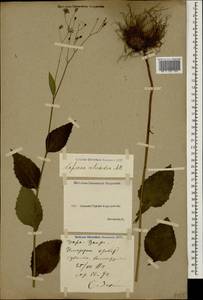 Lapsana communis subsp. intermedia (M. Bieb.) Hayek, Caucasus, Georgia (K4) (Georgia)