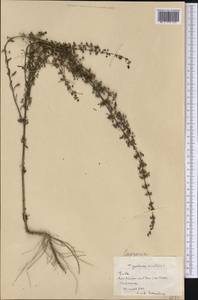 Scoparia dulcis L., America (AMER) (Cuba)