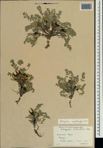 Astragalus rupifragus Pall., Crimea (KRYM) (Russia)