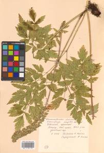 Actaea simplex (DC.) Wormsk. ex Fisch. & C. A. Mey., Siberia, Russian Far East (S6) (Russia)