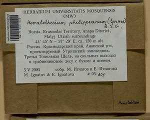 Homalothecium philippeanum (Spruce) Schimp., Bryophytes, Bryophytes - North Caucasus & Ciscaucasia (B12) (Russia)