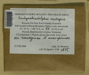 Eurhynchiadelphus eustegia (Besch.) Ignatov & Huttunen, Bryophytes, Bryophytes - Russian Far East (excl. Chukotka & Kamchatka) (B20) (Russia)