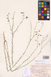 Linum austriacum L., Eastern Europe, Lower Volga region (E9) (Russia)