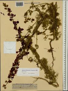 Delphinium ajacis L., Caucasus, Dagestan (K2) (Russia)