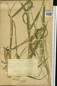 Phalaris arundinacea L., Siberia, Central Siberia (S3) (Russia)