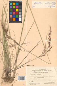 Achnatherum confusum (Litv.) Tzvelev, Siberia, Russian Far East (S6) (Russia)