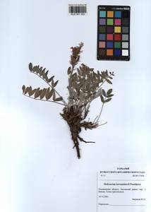 KUZ 001 303, Hedysarum turczaninovii Peschkova, Siberia, Altai & Sayany Mountains (S2) (Russia)