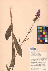 Dactylorhiza fuchsii (Druce) Soó, Eastern Europe, Moscow region (E4a) (Russia)