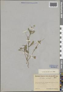 Viola arvensis Murray, Eastern Europe, North-Western region (E2) (Russia)