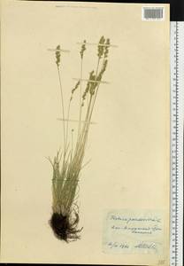 Festuca pulchra Schur, Siberia, Altai & Sayany Mountains (S2) (Russia)