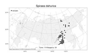 Spiraea dahurica (Rupr.) Maxim., Atlas of the Russian Flora (FLORUS) (Russia)