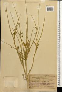 Goldbachia laevigata (M.Bieb.) DC., Caucasus, Azerbaijan (K6) (Azerbaijan)