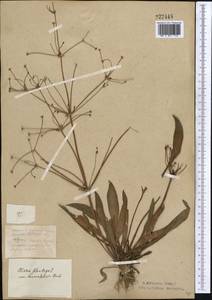 Alisma plantago-aquatica L., Middle Asia, Northern & Central Kazakhstan (M10) (Kazakhstan)