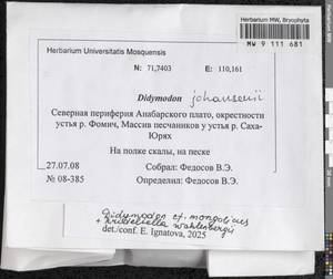 Didymodon mongolicus D.P. Zhao & T.R. Zhang, Bryophytes, Bryophytes - Krasnoyarsk Krai, Tyva & Khakassia (B17) (Russia)