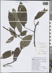 Mallotus pallidus (Airy Shaw) Airy Shaw, South Asia, South Asia (Asia outside ex-Soviet states and Mongolia) (ASIA) (Vietnam)