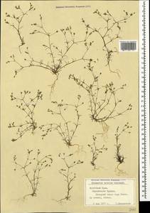 Sabulina tenuifolia subsp. tenuifolia, Crimea (KRYM) (Russia)
