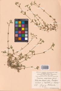 Cerastium holosteoides Fr., Eastern Europe, West Ukrainian region (E13) (Ukraine)