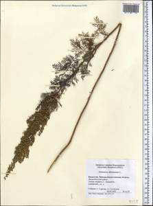 Artemisia abrotanum L., Middle Asia, Caspian Ustyurt & Northern Aralia (M8) (Kazakhstan)