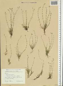 Sagina nodosa (L.) Fenzl, Eastern Europe, Latvia (E2b) (Latvia)