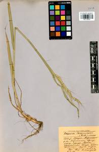 Elymus gmelinii (Trin.) Tzvelev, Siberia, Baikal & Transbaikal region (S4) (Russia)